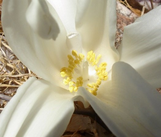 Gethyllis namaquensis flower centre